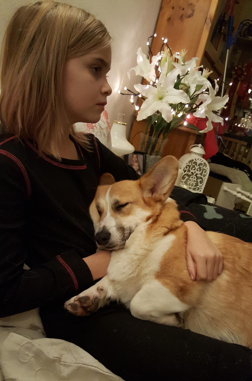 Welsh corgi pembroke Dideriksen's Hera billede 1