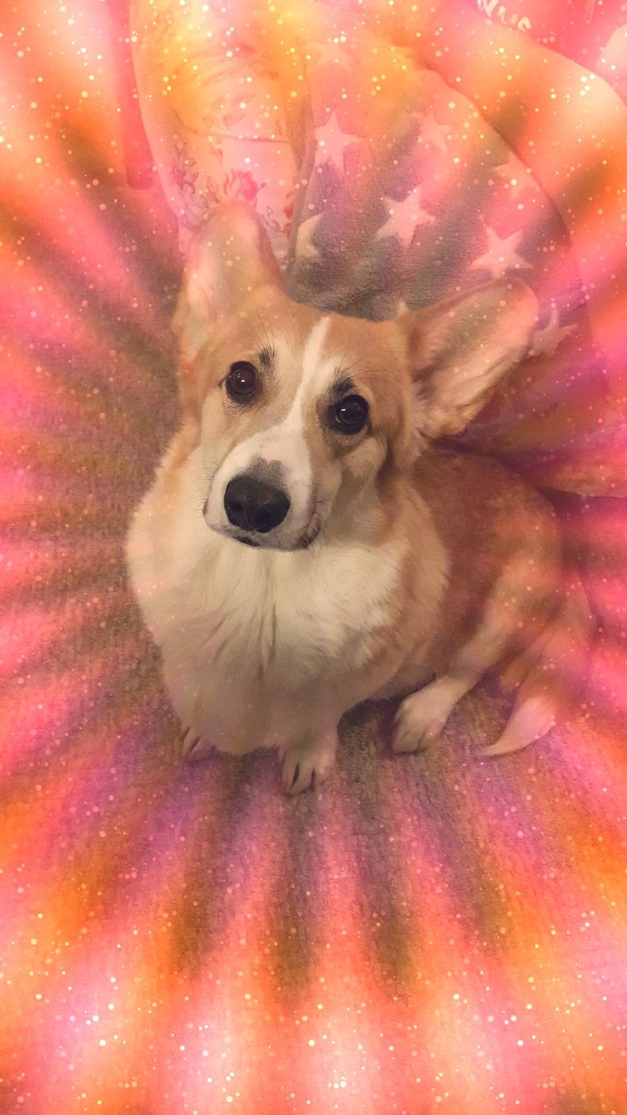 Welsh corgi pembroke Dideriksen's Hera billede 2