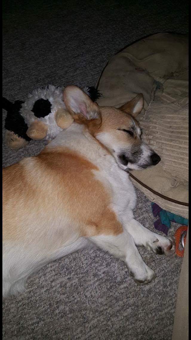 Welsh corgi pembroke Dideriksen's Hera billede 3