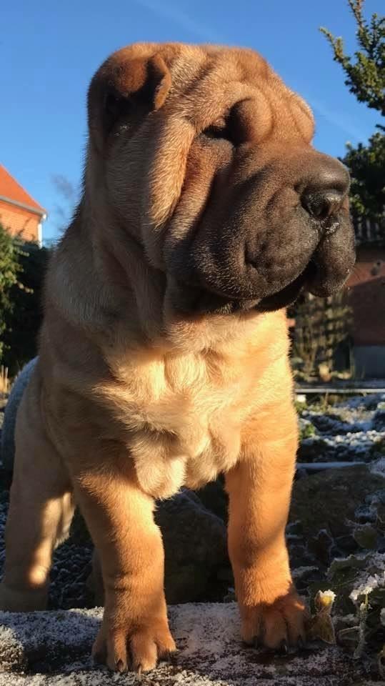 Shar pei Ingolf billede 2