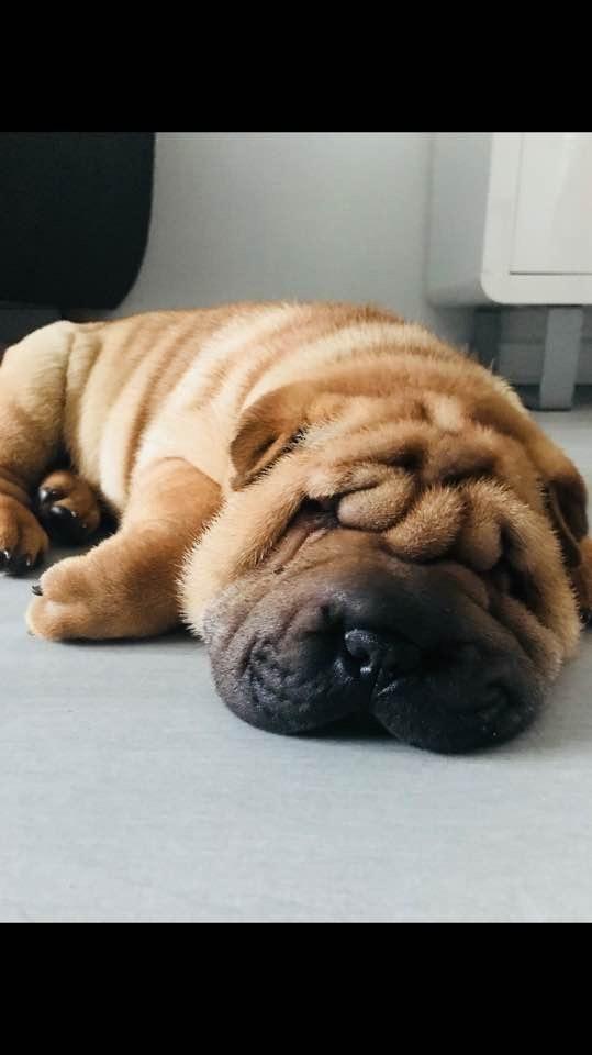 Shar pei Ingolf billede 1
