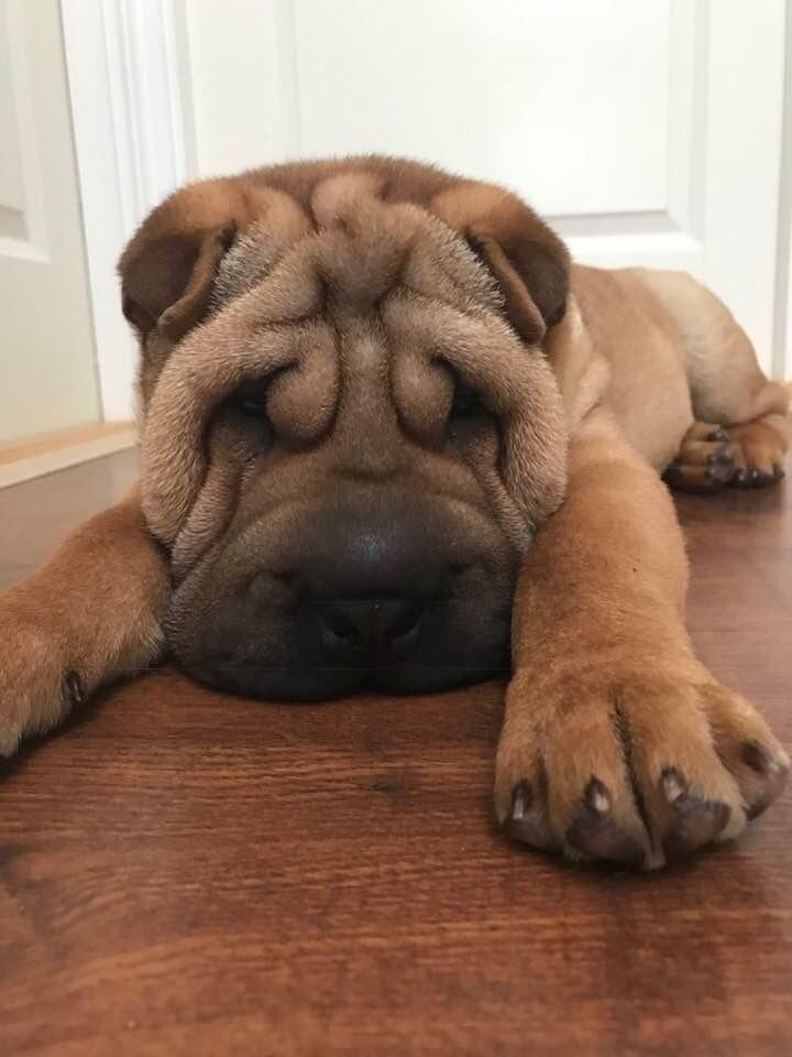 Shar pei Ingolf billede 4