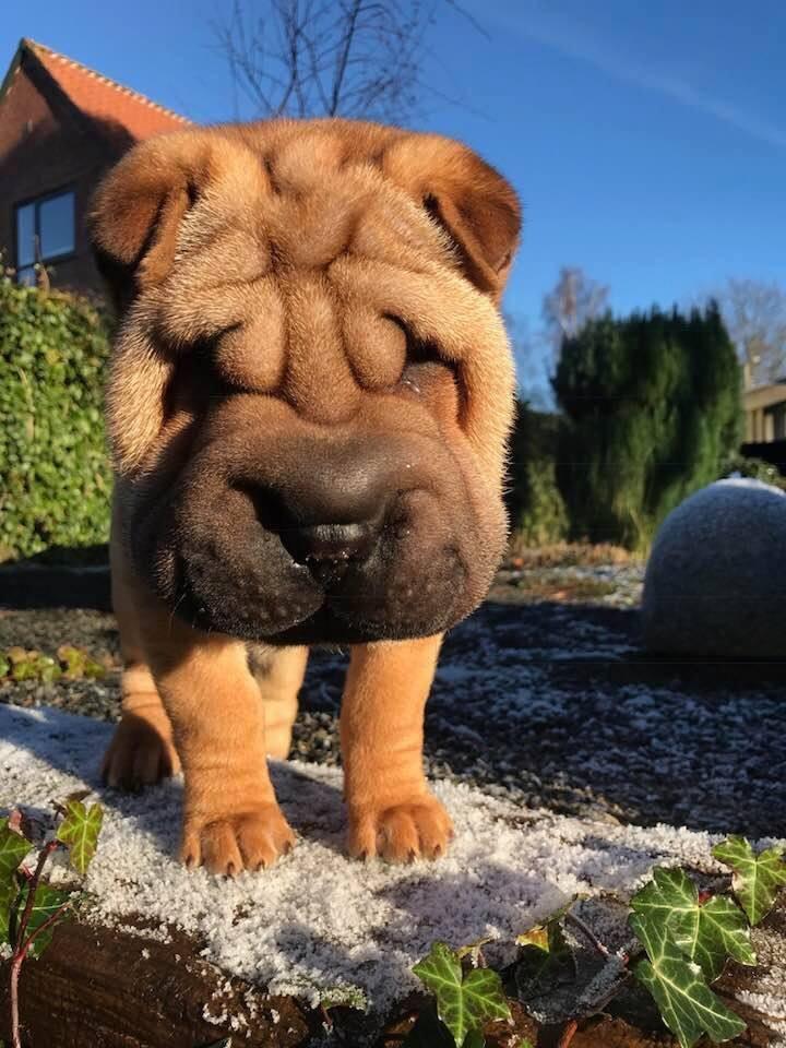 Shar pei Ingolf billede 3