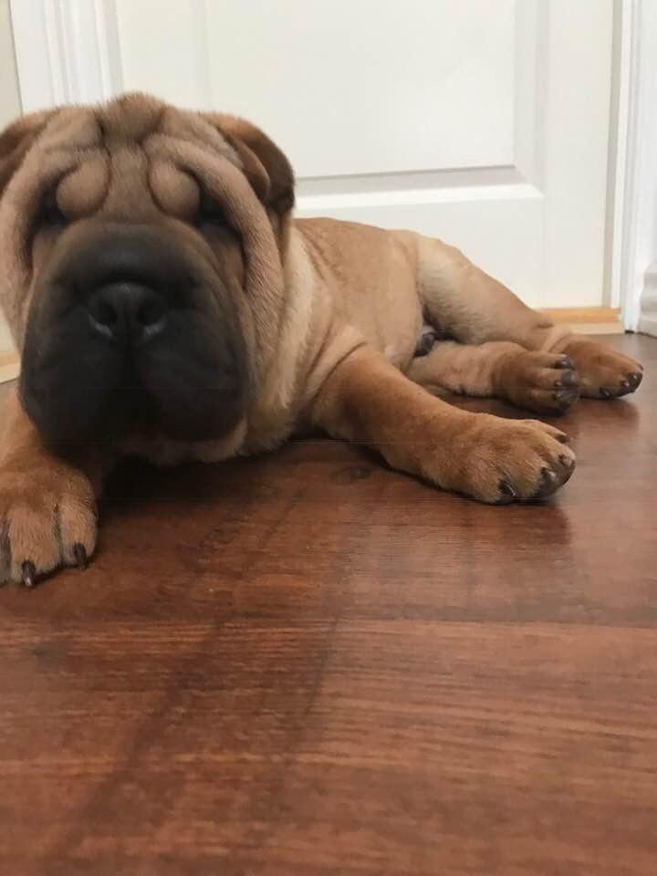 Shar pei Ingolf billede 5