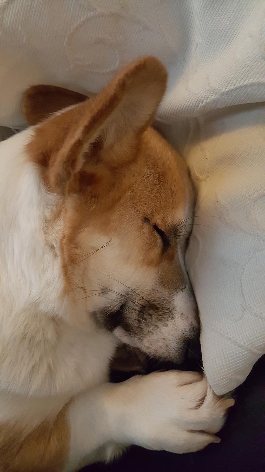 Welsh corgi pembroke Dideriksen's Hera billede 4