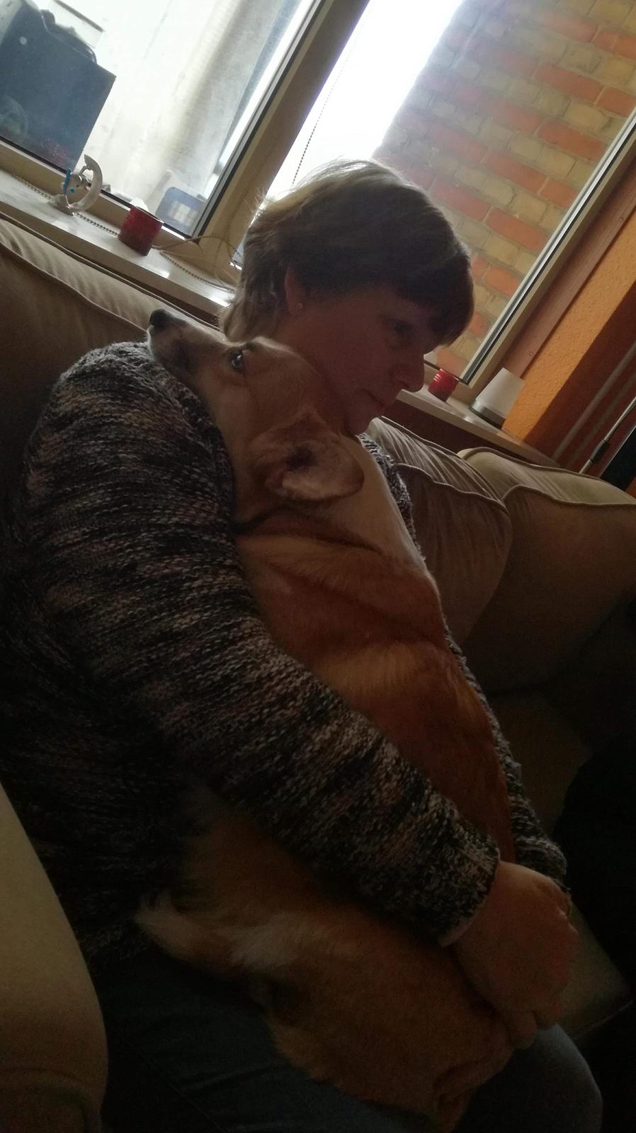 Welsh corgi pembroke Dideriksen's Hera billede 5