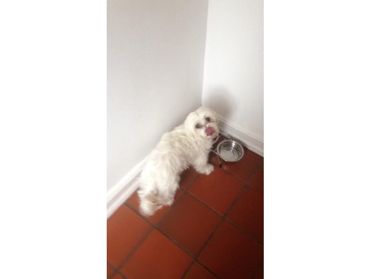 {{currentPhoto.altText}} billede {{currentPhoto.number}}