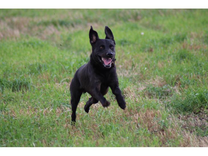Labrador retriever Zorba IV  billede 2