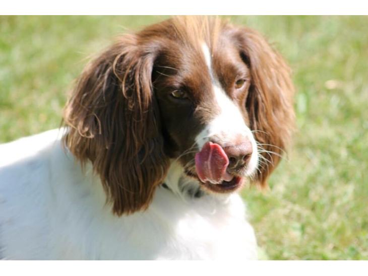 Field Trial Springer Spaniel Kisy billede 0