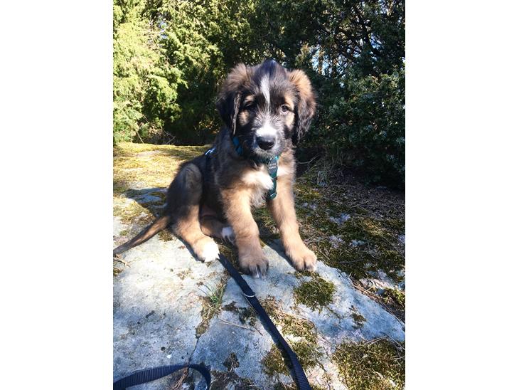 Blanding af racer Tiny (R.I.P)  billede 1
