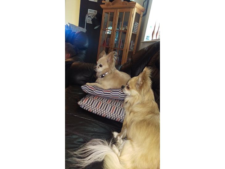 Chihuahua topper billede 1