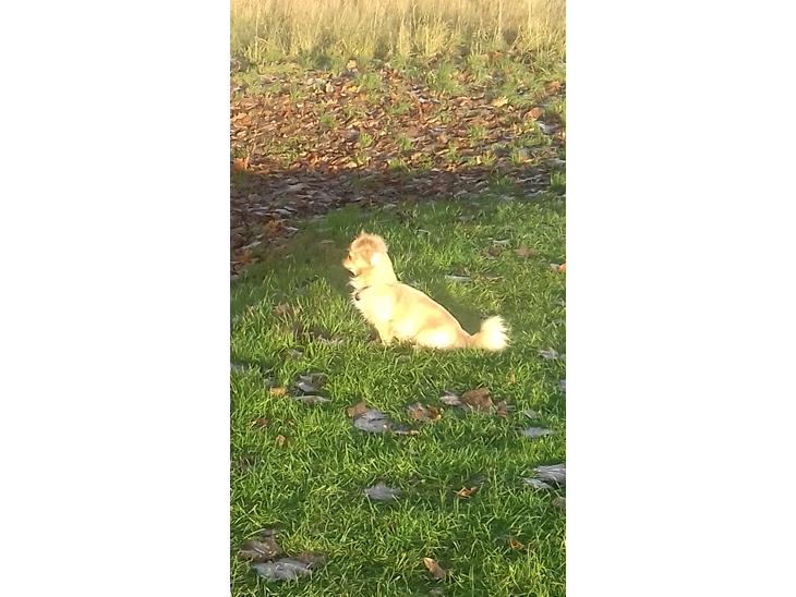 {{currentPhoto.altText}} billede {{currentPhoto.number}}