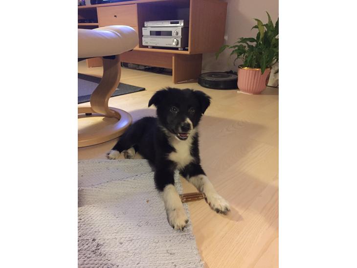Border collie Maid billede 1