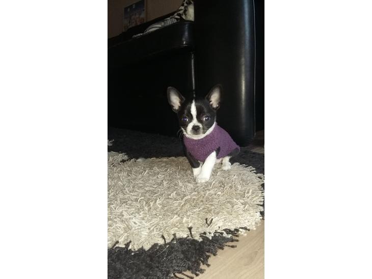 Chihuahua Keld (Diablo) billede 1