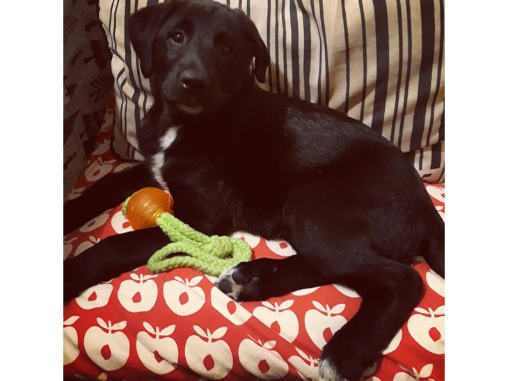 {{currentPhoto.altText}} billede {{currentPhoto.number}}