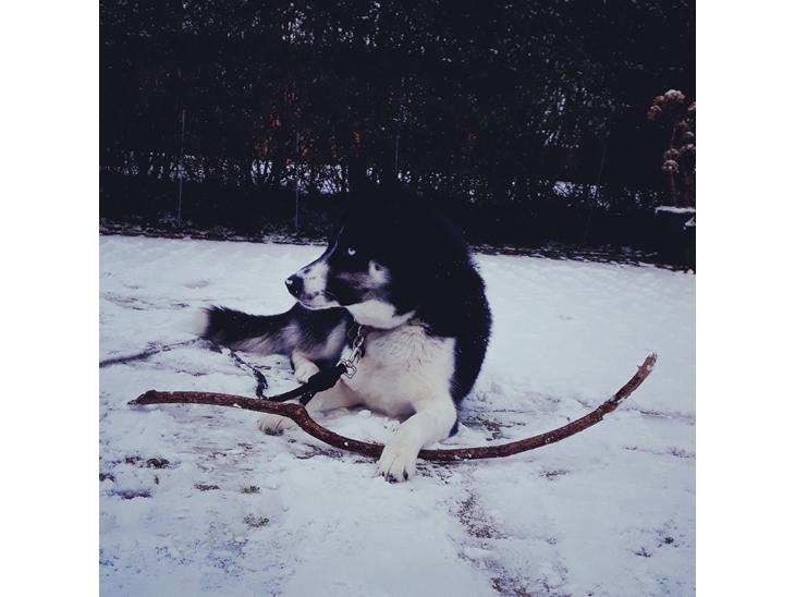 {{currentPhoto.altText}} billede {{currentPhoto.number}}