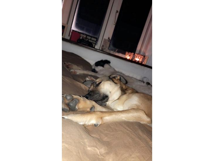 {{currentPhoto.altText}} billede {{currentPhoto.number}}