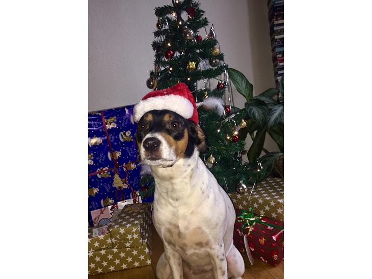 {{currentPhoto.altText}} billede {{currentPhoto.number}}