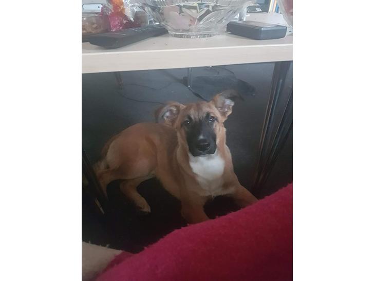 {{currentPhoto.altText}} billede {{currentPhoto.number}}