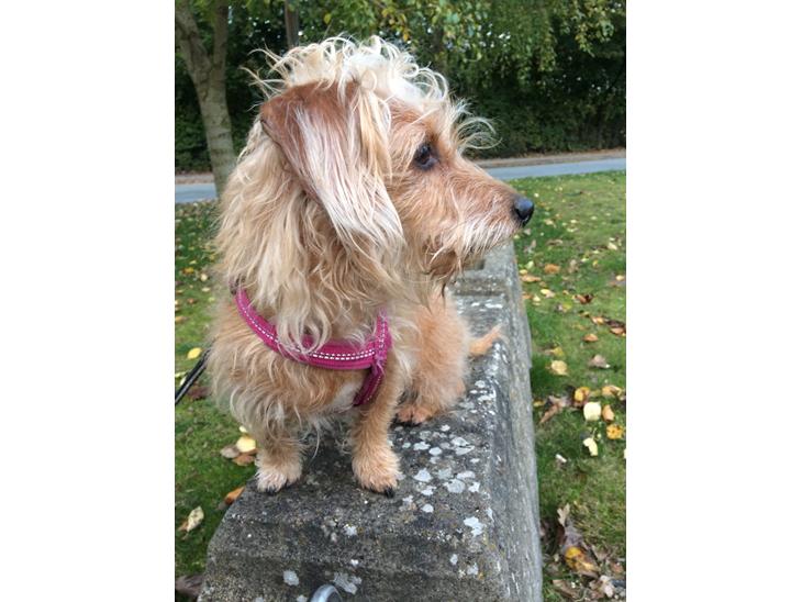 {{currentPhoto.altText}} billede {{currentPhoto.number}}