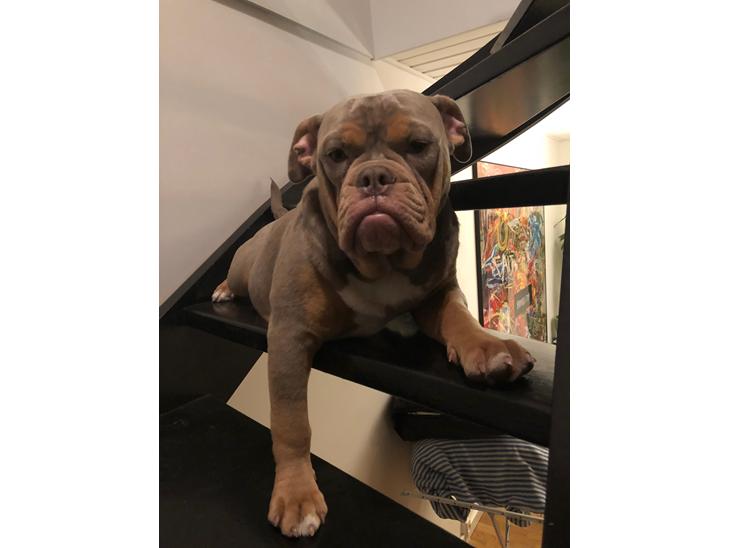 {{currentPhoto.altText}} billede {{currentPhoto.number}}