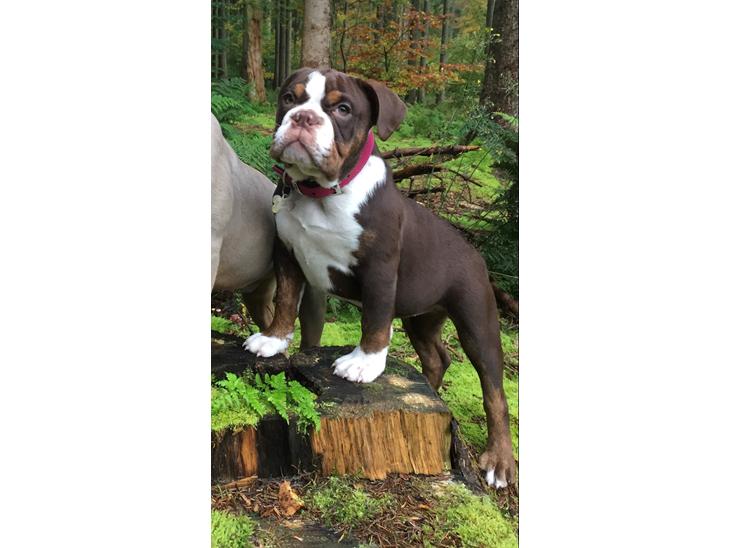 {{currentPhoto.altText}} billede {{currentPhoto.number}}