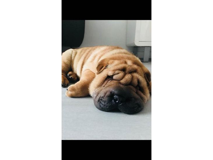 {{currentPhoto.altText}} billede {{currentPhoto.number}}