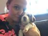 Beagle Zoey