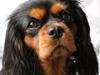 Cavalier king charles spaniel Choko