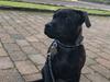 Staffordshire bull terrier Alpha R.I.P