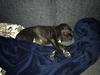 Cane corso Harley-R.I.P