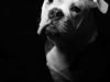 Olde english bulldogge Pablo