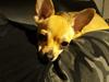 Chihuahua Nessi