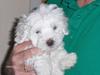 Coton de tulear Valde