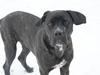Cane corso Werner
