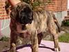 Dogo canario Fuerza bull Agarfa (Sarah)
