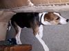 Blanding af racer Toby