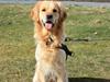 Golden retriever Nero