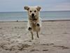 Golden retriever Koda
