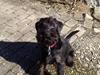 Mellemschnauzer Bella (Galaxia) [ Himmelhund]