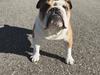 Engelsk bulldog Arnold