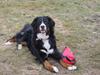 Berner sennenhund lillefix