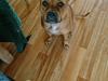 Staffordshire bull terrier Bella 