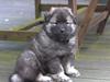 Eurasier Coda (Callistra’s Alderaan)