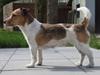 Jack russell terrier Amy