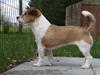 Jack russell terrier Alina