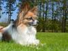 Papillon Charlie