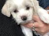 Coton de tulear Milo