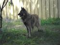 Tervueren Messi (Basse)