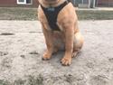 Shar pei Akira